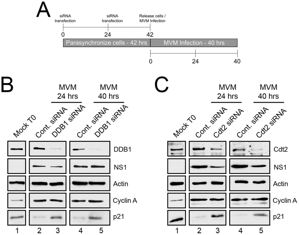 p21 degradation is mediated by the CRL4<sup>Cdt2</sup> ligase complex.