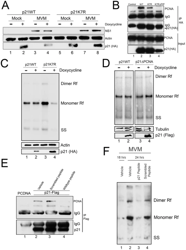 A stabilized p21 that binds to PCNA inhibits MVM replication.