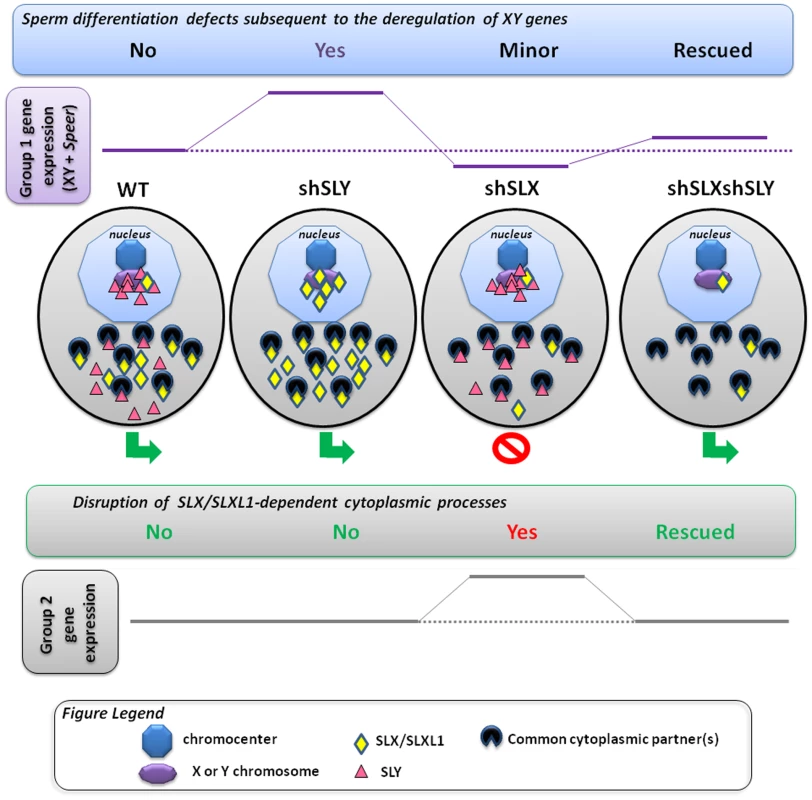 Model presenting how SLX/SLXL1 and SLY proteins have antagonistic effects in the spermatid nucleus and cytoplasm.