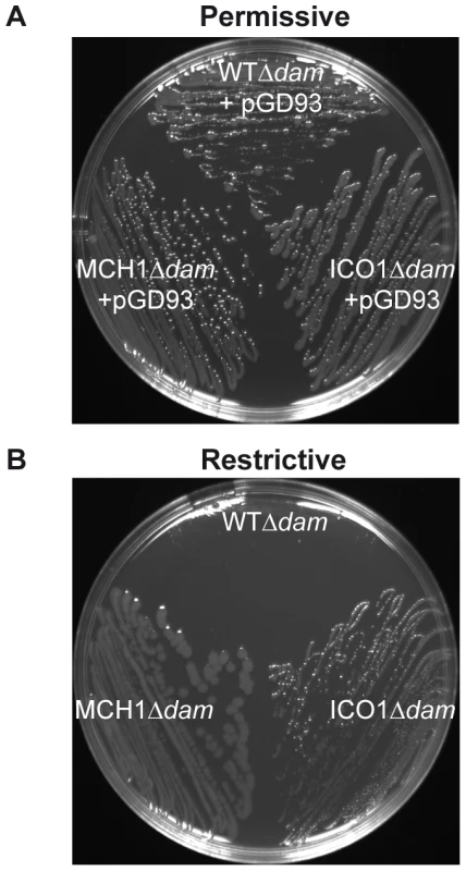 Dam is only essential for replication initiation of chrII from <i>oriII</i>.