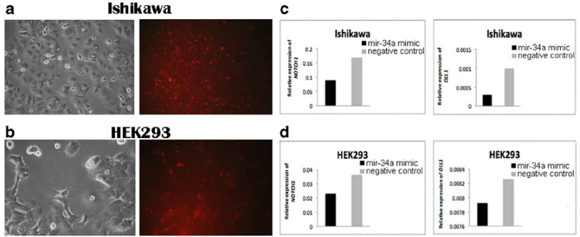 Detection of <m>NOTCH1</m> and <m>DLL1</m> expression in transfected Ishikawa and HEK293 cell lines. BLOCK-iT Alexa Fluor red fluorescent and mir-34a mimic transfection in (<b>a</b>) Ishikawa cells and (<b>b</b>) HEK293 cells. The photos were taken 24 h after transfection corresponding to morphology of cells (left) and BLOCK-iT Alexa Fluor red fluorescent (right). <b>c</b> The level of <m>NOTCH1</m> and <m>DLL1</m> expression in Ishikawa cells 48 h after transfection with mir-34a mimic compared with the negative control. <b>d</b> The level of <m>NOTCH1</m> and <m>DLL1</m> expression in HEK293 cells 48 h after transfection with mir-34a mimic compared with the negative control