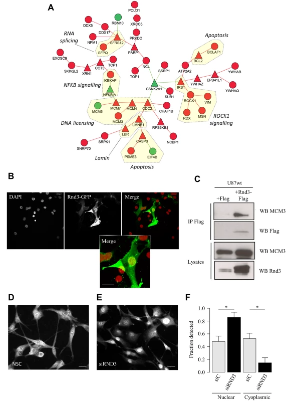 Reverse engineering networks from integrated datasets reveals a novel role of RND3 in cell cycle control.