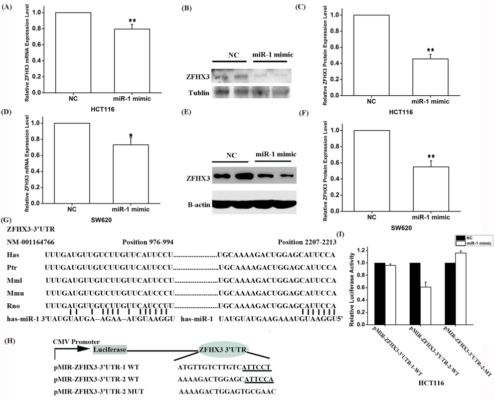 Expression of <i>ZFHX3</i> is negatively regulated by <i>miR-1</i>.