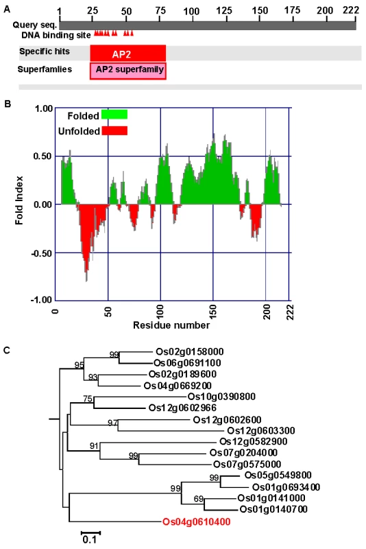 <i>OsAP2-39</i> (<i>Os04g52090</i>) has unique features among the <i>AP2</i> gene family.
