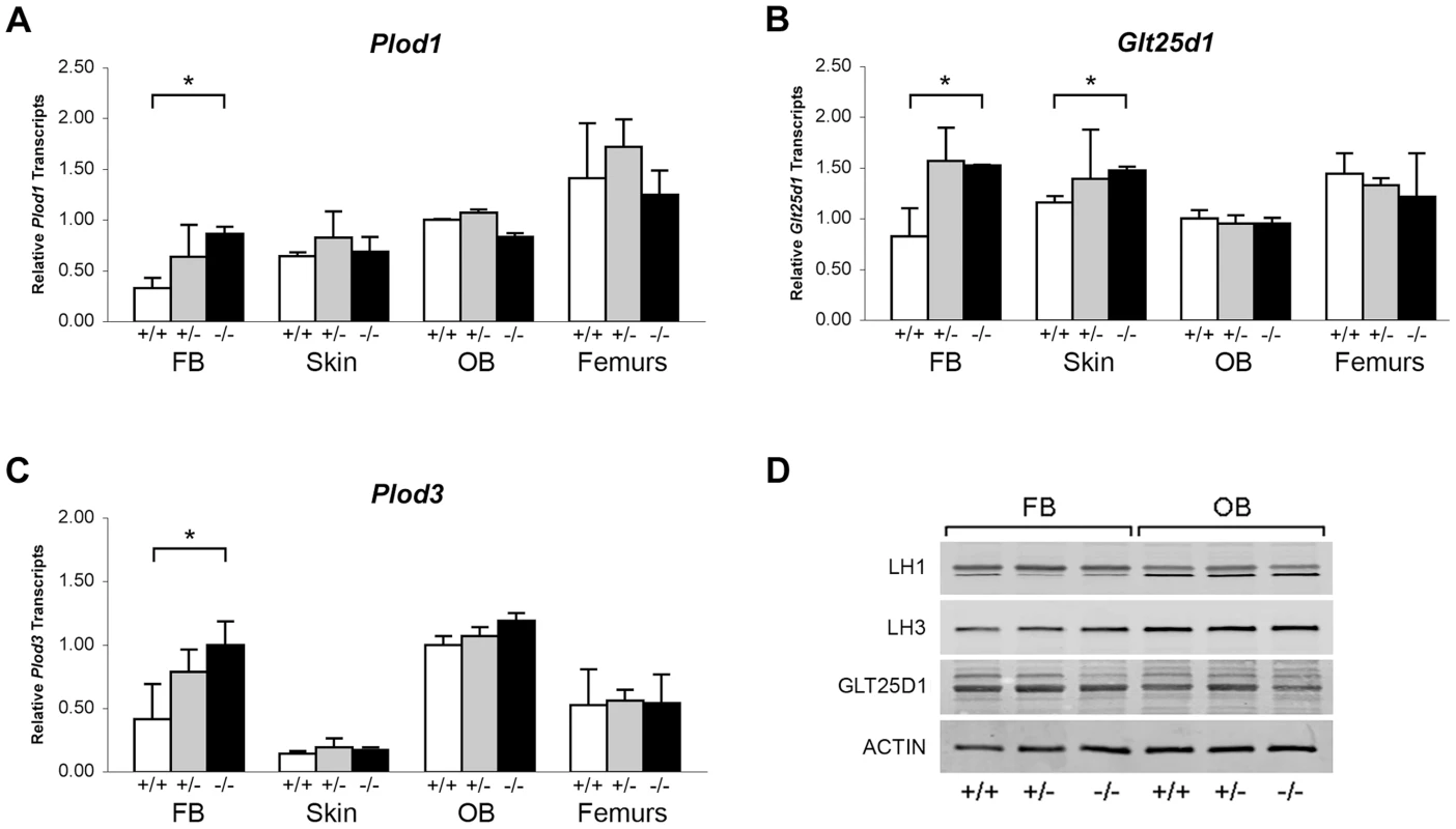 Expression of ER resident collagen helical lysine modification enzymes.