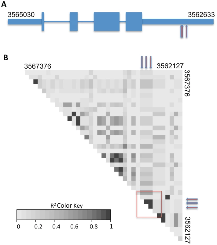 Variants in the 3′ UTR of <i>cse-1</i> (NCU04379) are associated with germling communication frequency.