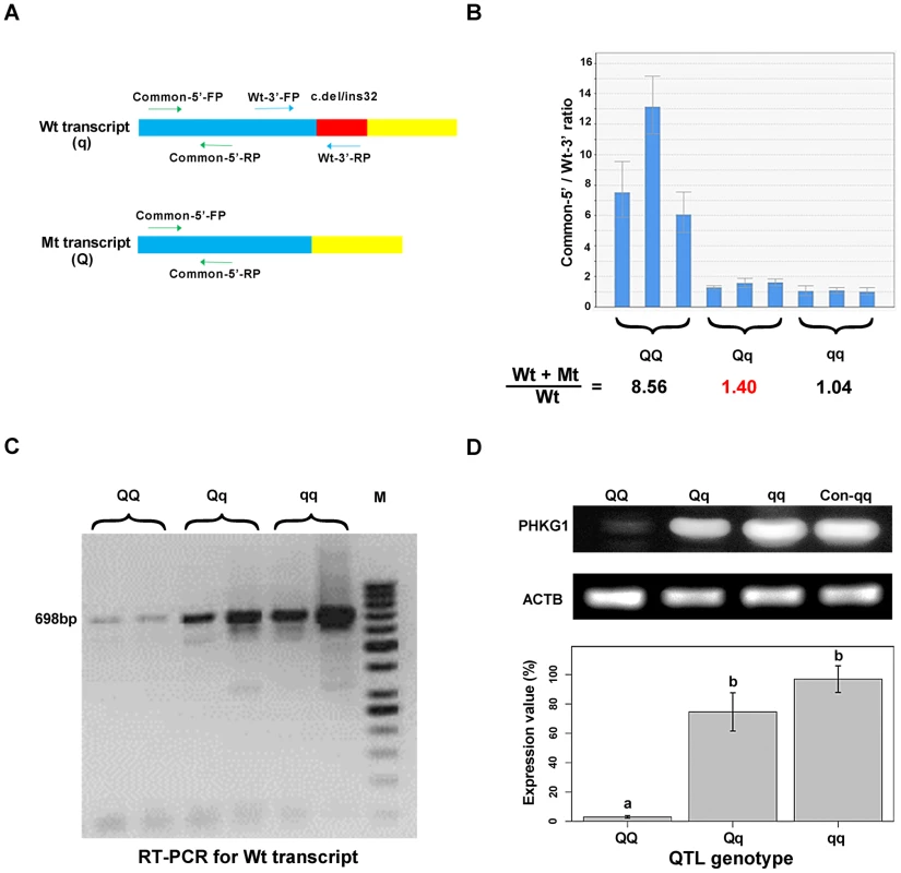 Variation in <i>PHKG1</i> expression at transcript and protein levels.