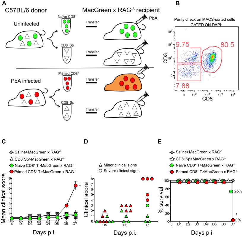 An adoptive transfer model to study the regulation of monocytes during ECM.