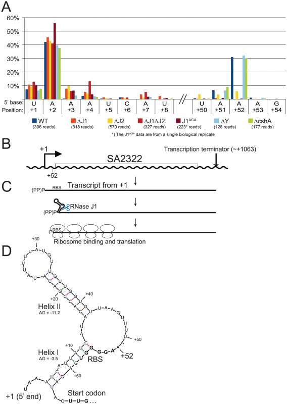 mRNA maturation by RNase J reveals a potential regulation of translation.