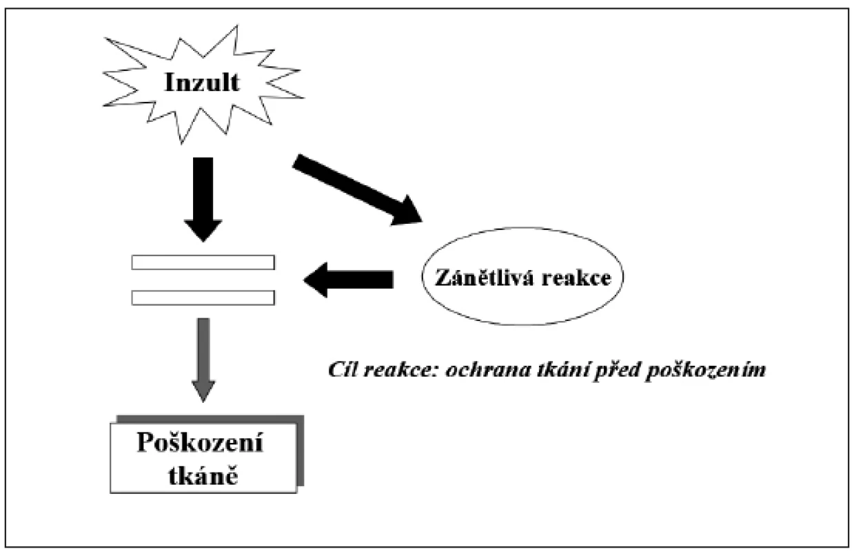 Normální průběh zánětové reakce