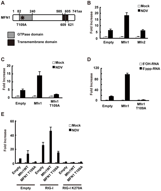 MFN1 is involved in antiviral signaling.