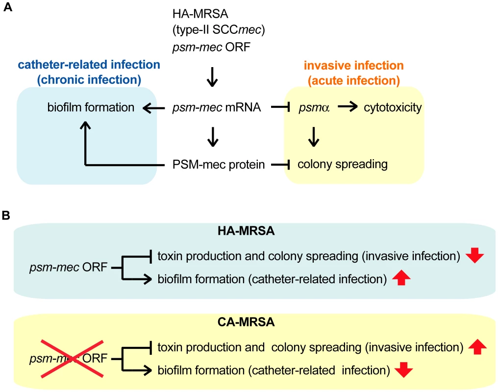 Model of the alteration of <i>S. aureus</i> virulence phenotype exerted by <i>psm-mec</i> mRNA and PSM-mec protein.