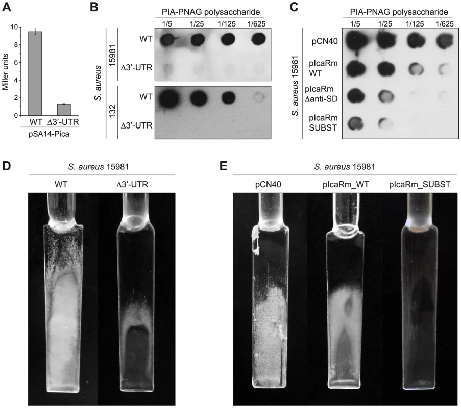<i>In vivo</i> relevance of the interaction between the 3′-UTR and the Shine-Dalgarno region of <i>icaR</i> mRNA.