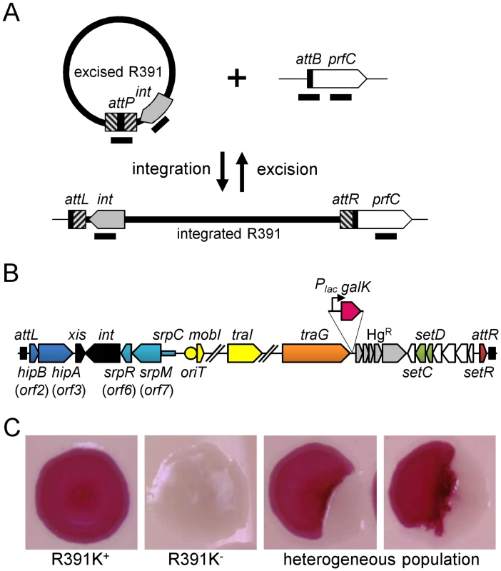 Genetic determinants of R391 stability.