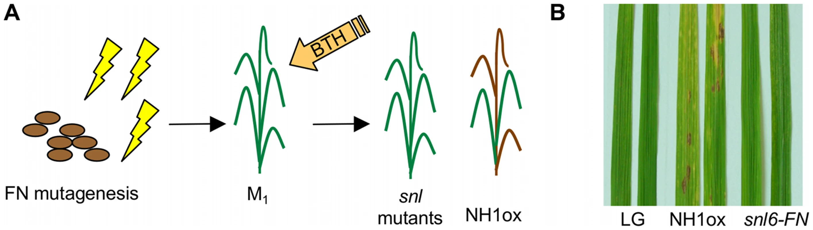 Identification of the <i>snl6-FN</i> mutant.