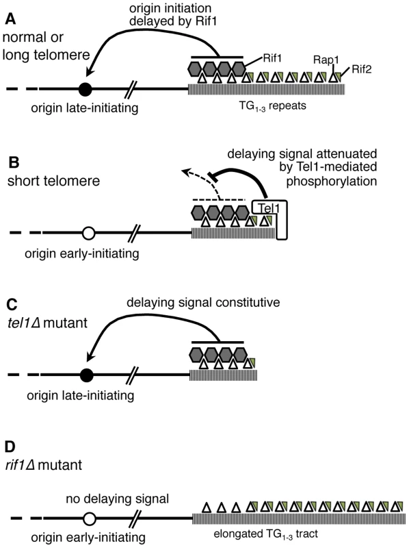 Model of replication timing control by Tel1 and Rif1.