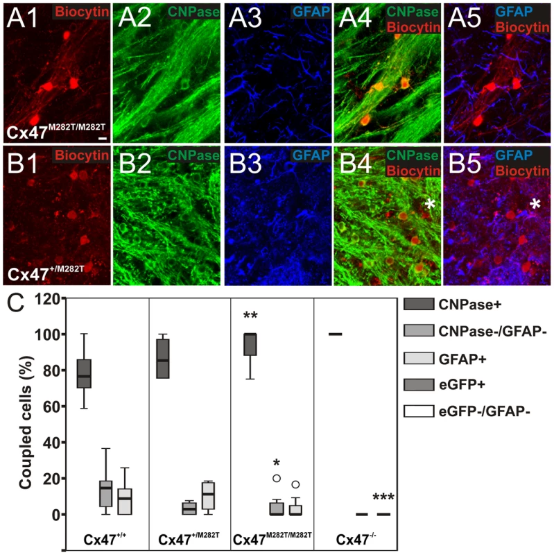 Identification of glial cell-types within networks of <i>Cx47<sup>+/M282T</sup></i>, <i>Cx47<sup>M282T/M282T</sup></i>, and <i>Cx47<sup>−/−</sup></i> mice (P10–P15) in comparison to Cx47<sup>+/+</sup> animals of the same age <em class="ref">[<b>23</b>]</em>.