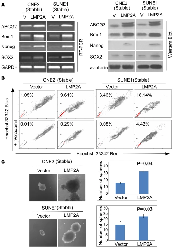 LMP2A induces stem-like properties in NPC cells.