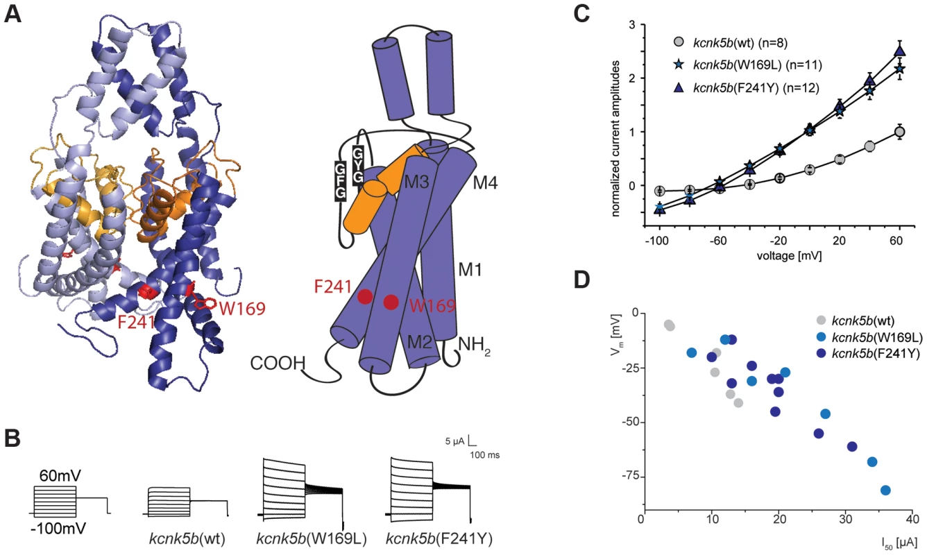 Gain-of-function mutations in <i>kcnk5b</i> affect ionic conduction and lead to hyperpolarization of the cell.