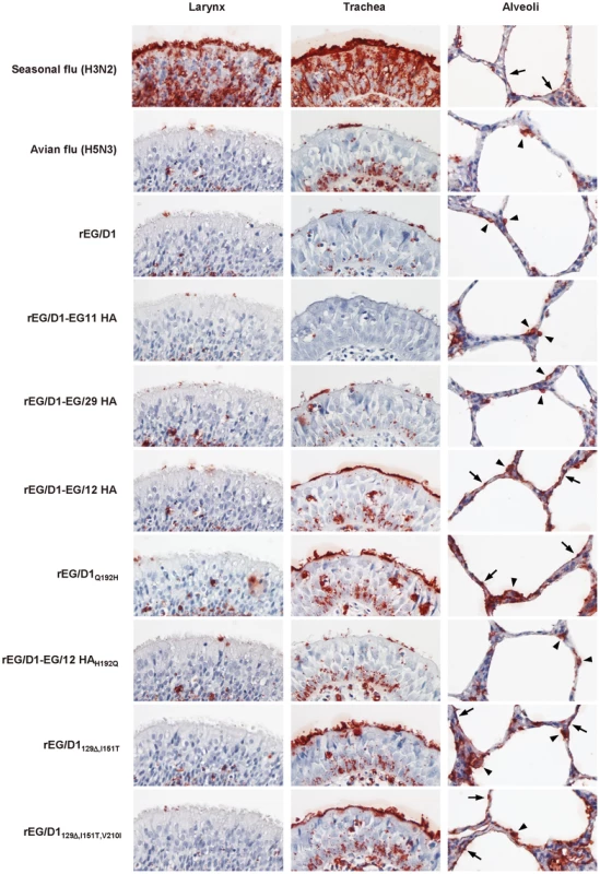 Attachment of rEG/D1 viruses to tissues of the human respiratory tract.