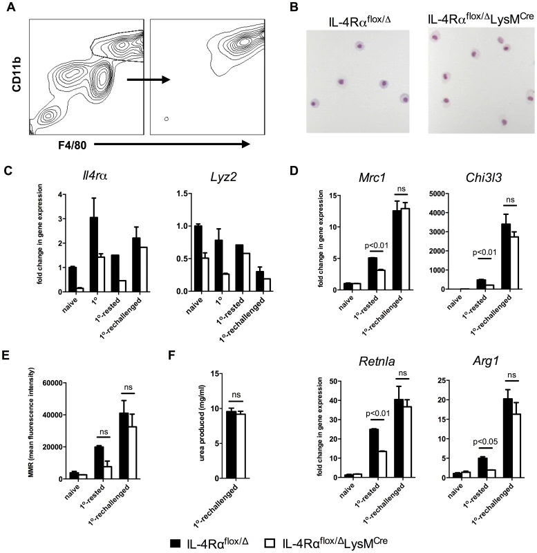 <i>Lyz2</i><sup>lo</sup> macrophages develop features of AAMs in response to <i>S. mansoni</i> eggs.