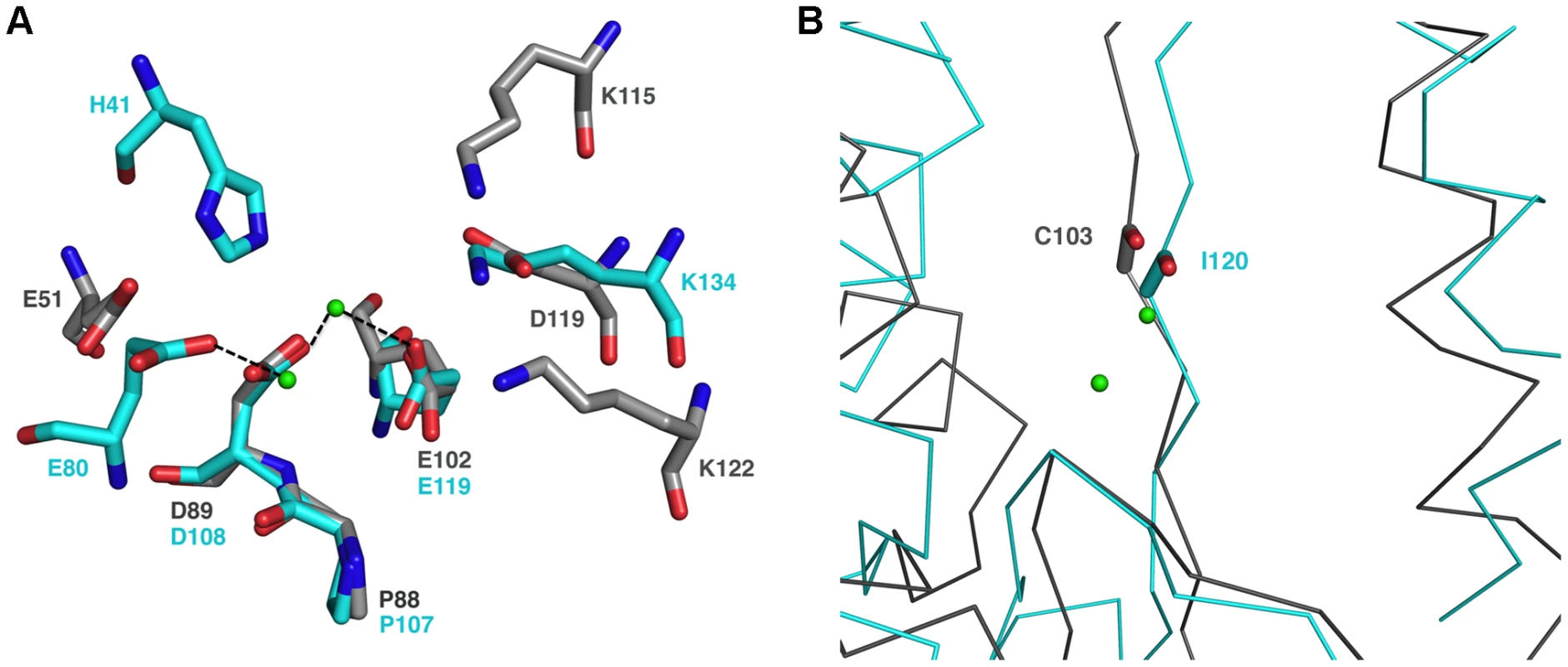 The endonuclease active site.
