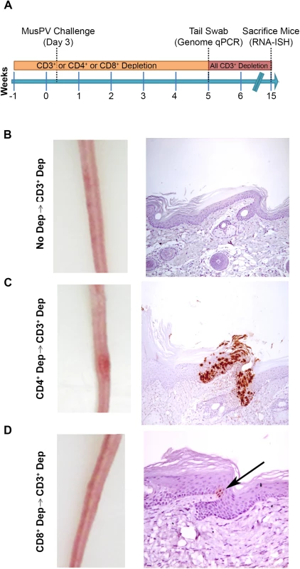 Re-activation of MusPV1 infection.