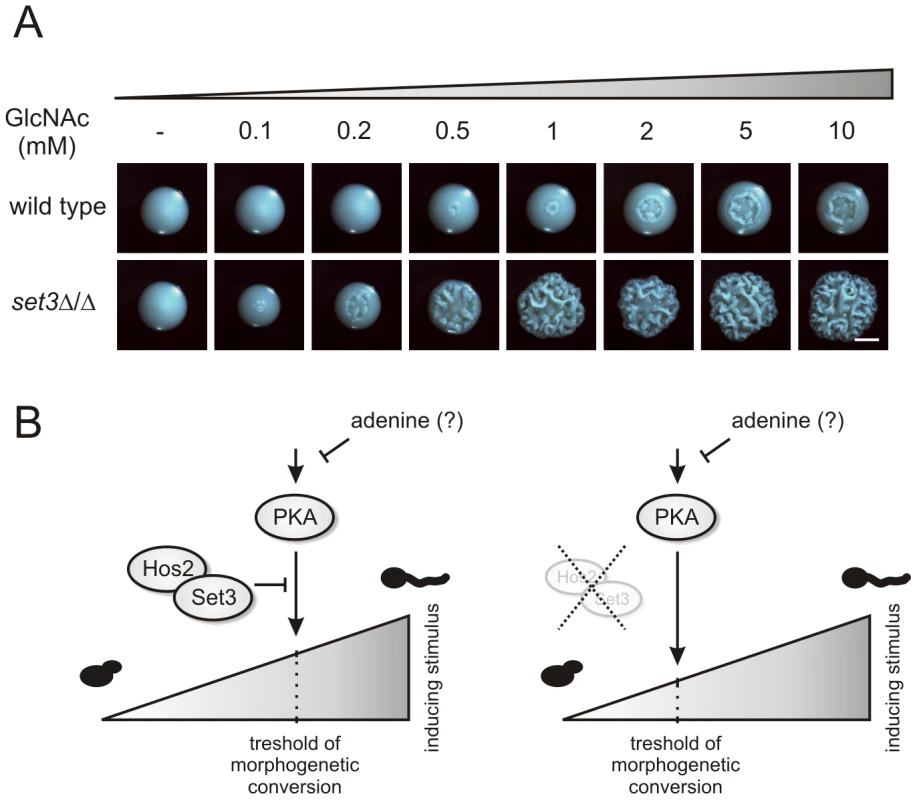 <i>set3</i>Δ/Δ cells are a hyperreactive to cAMP/PKA induction by GlcNAc.