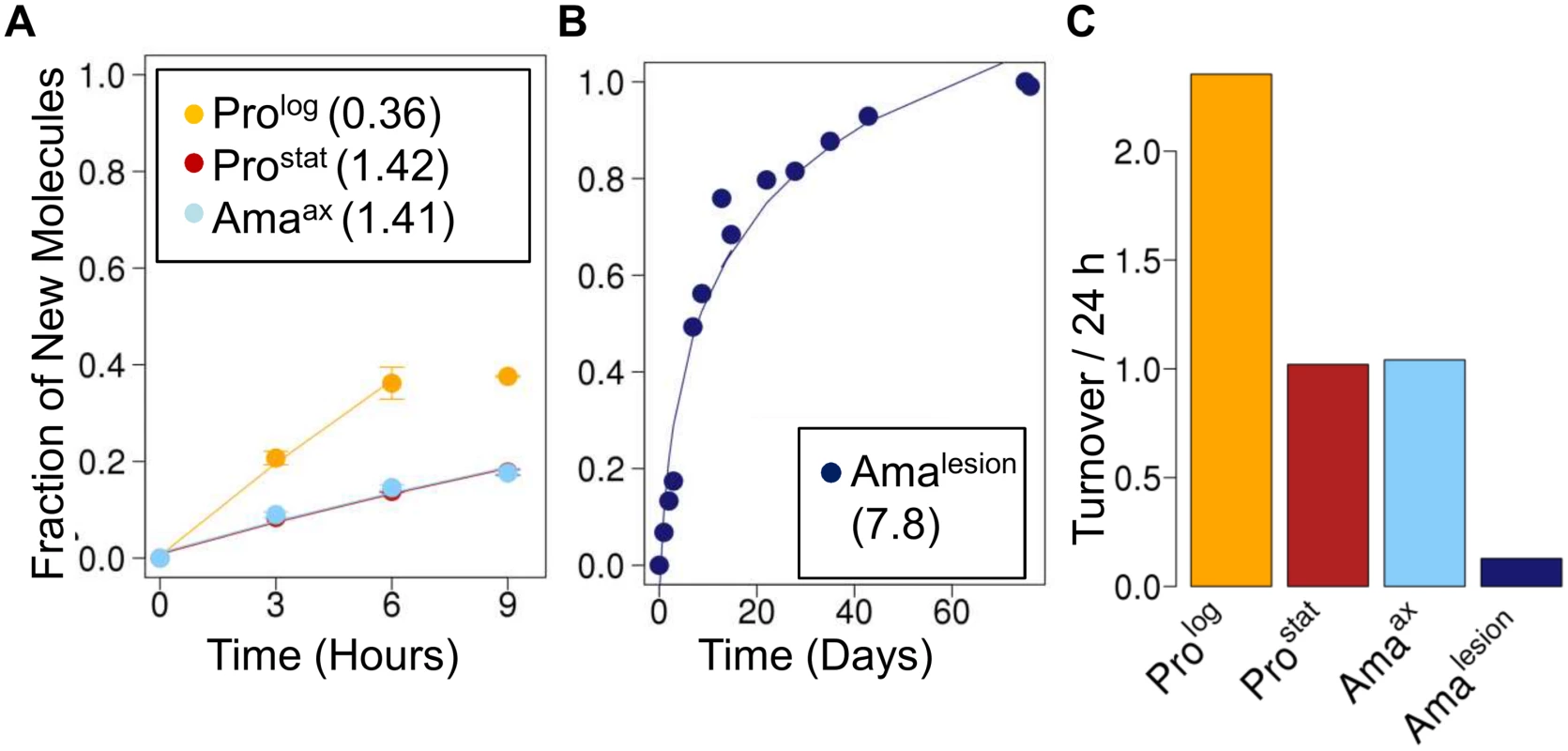 Stage-specific changes in fatty acid synthesis.