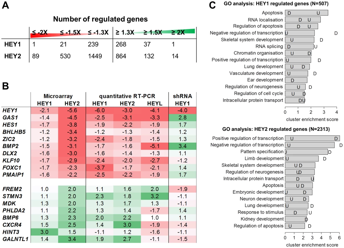 HEY target gene validation and gene ontology analysis.