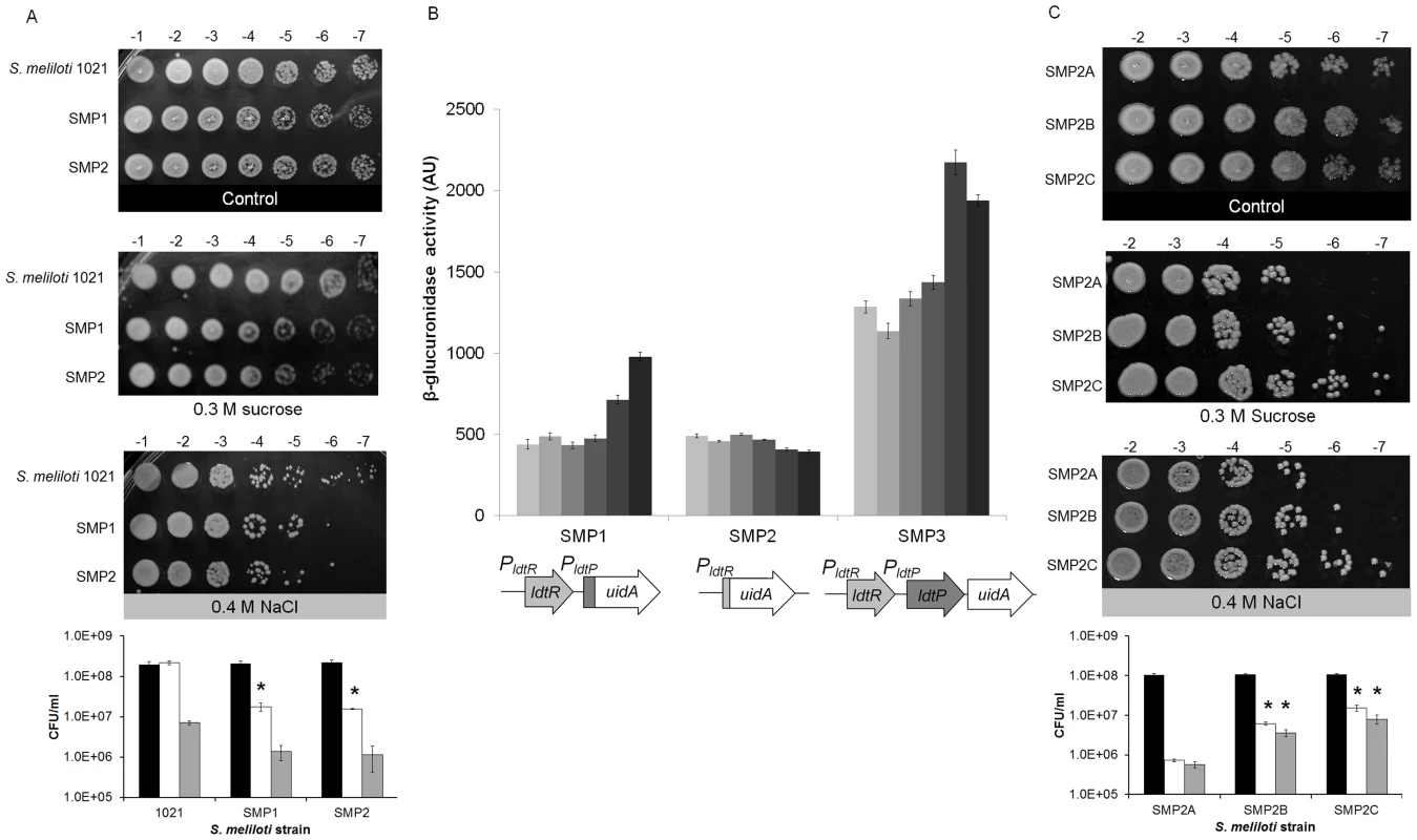 Inactivation of <i>ldtR<sub>Smc</sub></i> or <i>ldtP<sub>Smc</sub></i> increases sensitivity to osmotic stress.