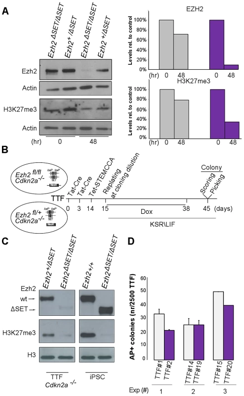 Establishment of iPSC clones upon genome-wide erasure of H3K27me3 at the onset of reprogramming.