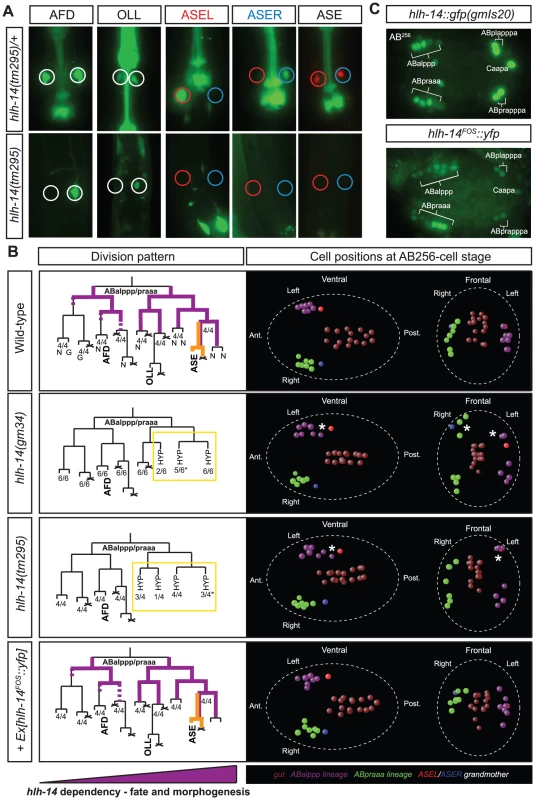 The <i>achaete-scute</i> homolog <i>hlh-14</i> is required to specify neurons in the ASE lineage.