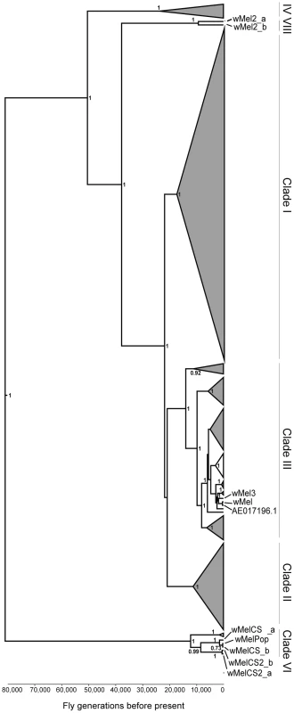 Phylogeny of wMel variants.