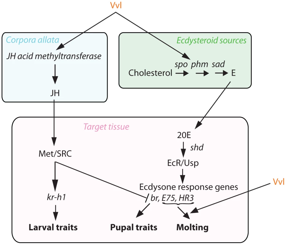 Proposed mechanism of Vvl action.