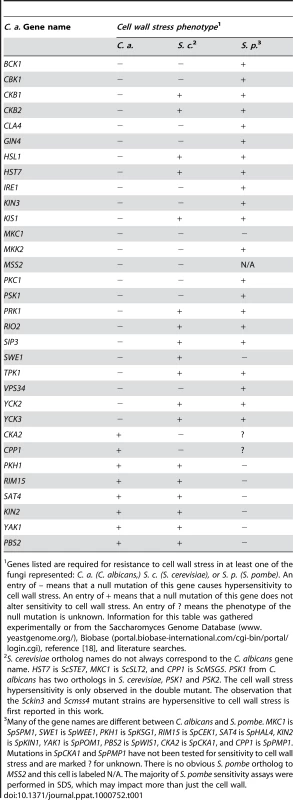 Comparison of <i>C. albicans</i>, <i>S. cerevisiae</i>, and <i>S. pombe</i> mutant PK and PK-related cell wall stress sensitivity phenotypes.