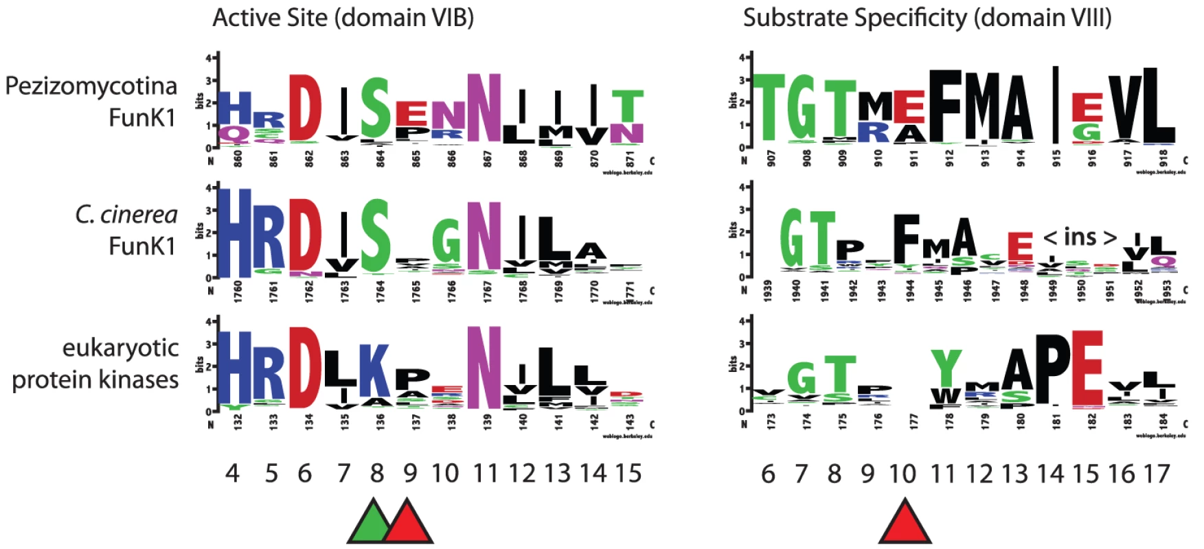 Conservation of FunK1 functional domains.