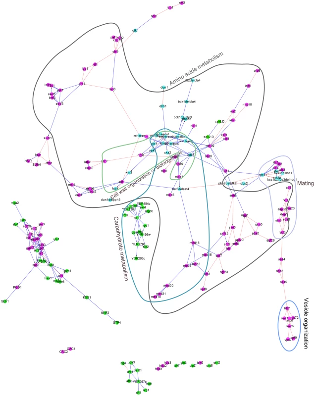 The yeast regulatory network inferred from the deletion mutant gene expression profiles by DM_BN.