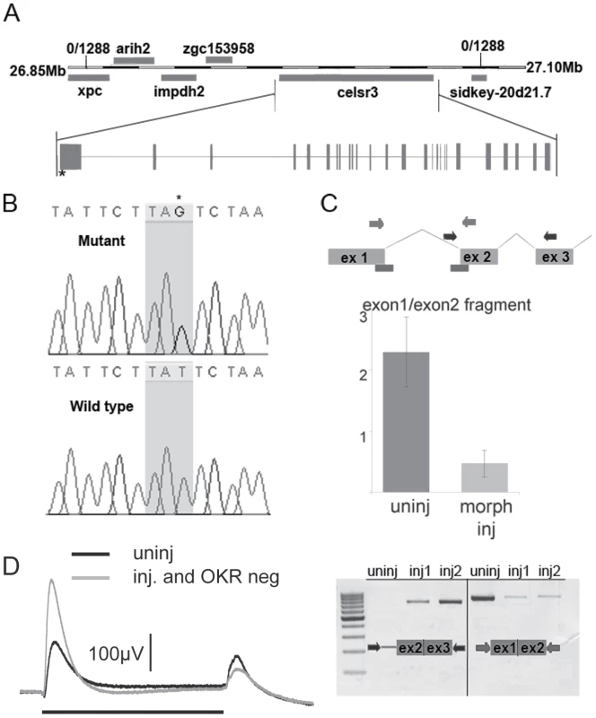 <i>zvm7<sup>w65</sup></i> has a mutation in <i>celsr3</i> gene.
