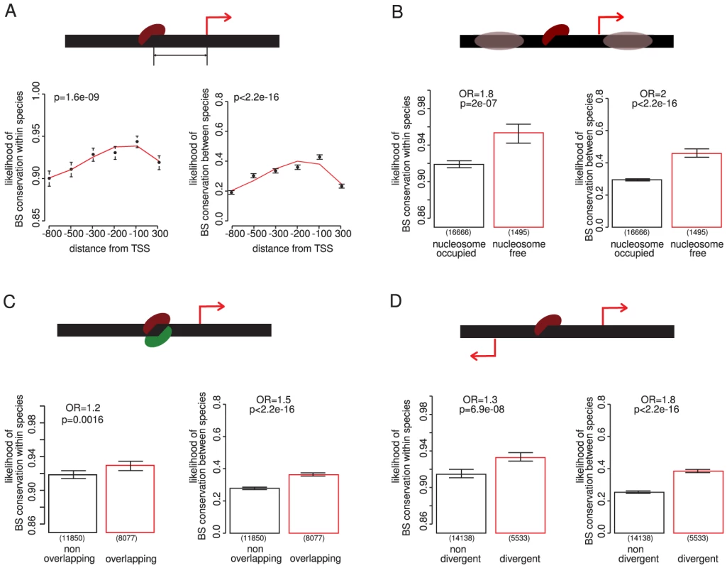 Contextual features of a promoter that predict the conservation of TF binding sites.