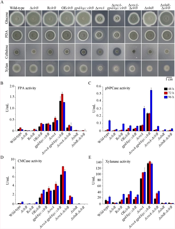 Phenotypes on different carbon sources and enzyme activities of culture supernatants from mutants containing <i>clrB</i>, <i>xlnR</i> and/or <i>creA</i> mutations.