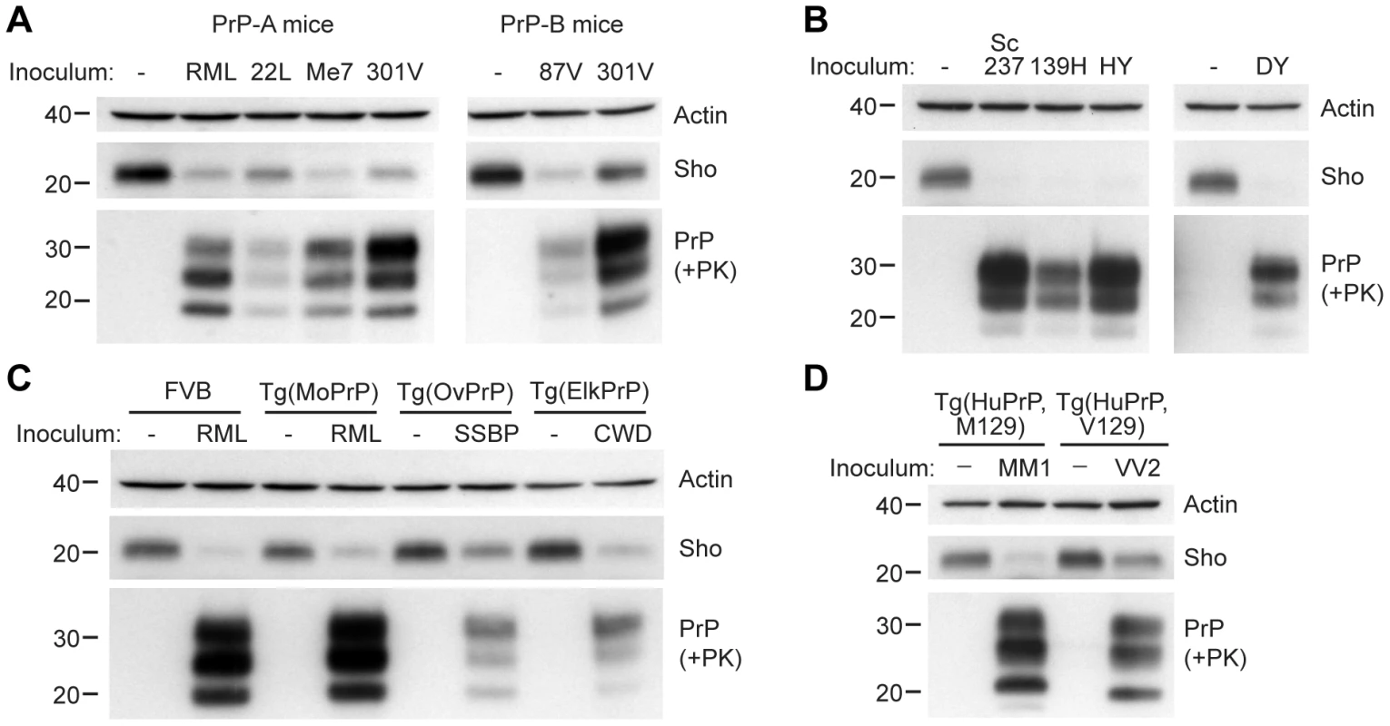Decreased Sho levels in different animal models infected with diverse prion strains.