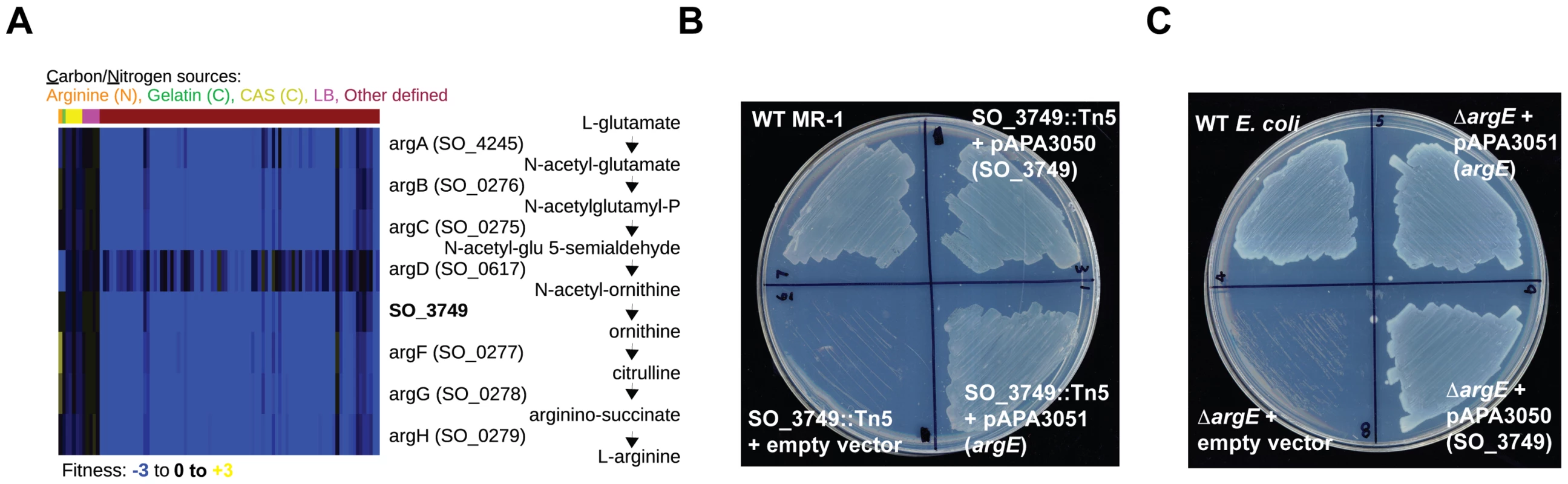 SO_3749 encodes a functional N-acetyl-ornithine deacetylase.