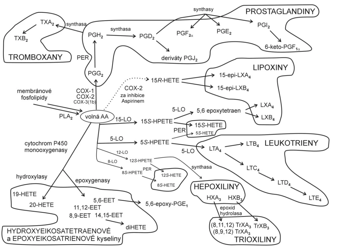 Metabolismus kyseliny arachidonové