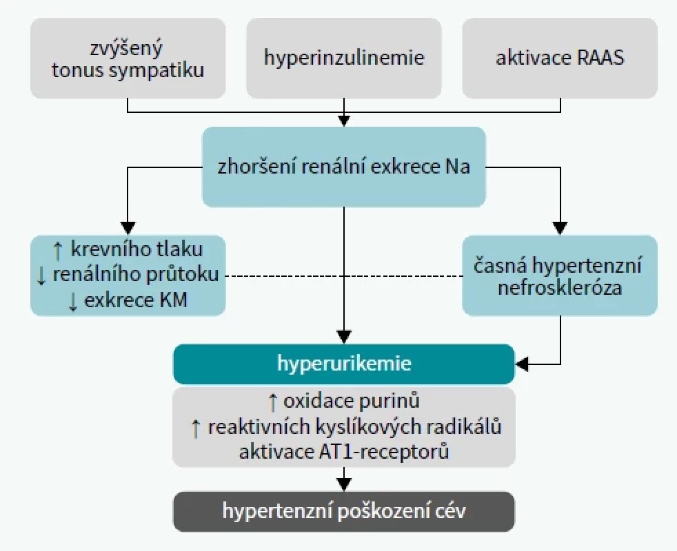 Souvislost hyperurikemie s KV-rizikem. Upraveno podle [19]