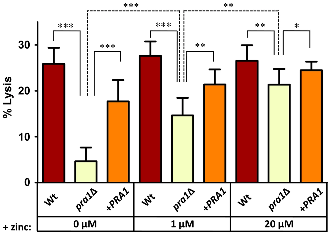 Endothelial damage is zinc-dependent in the absence of <i>PRA1</i>.