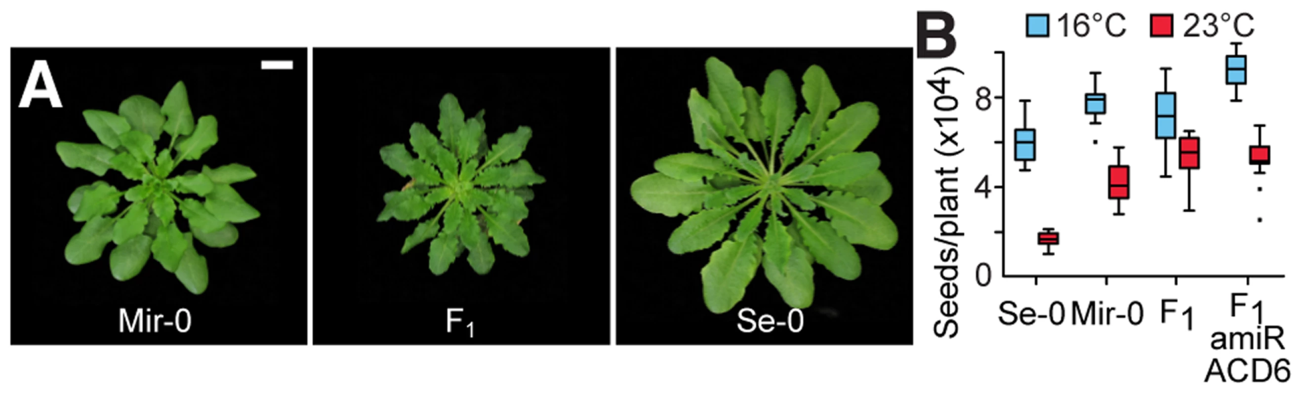 Effect of low temperature on hybrids.