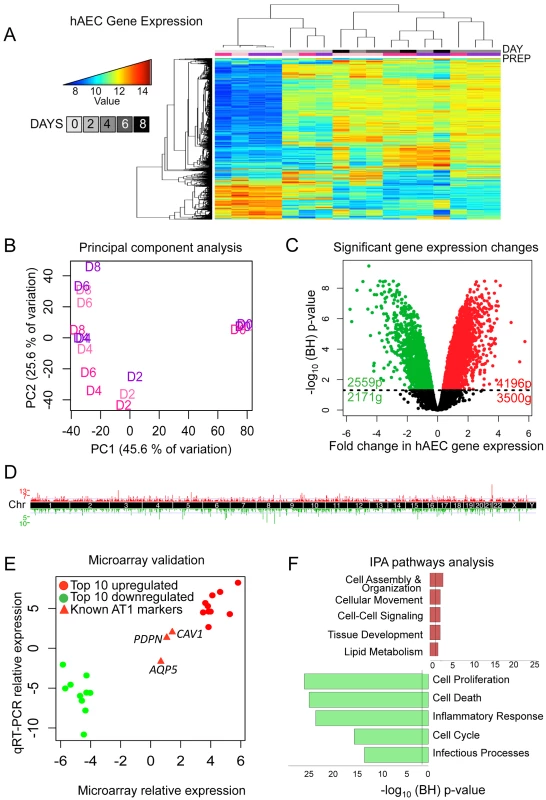 Transcriptomic profiling of human AEC differentiation.