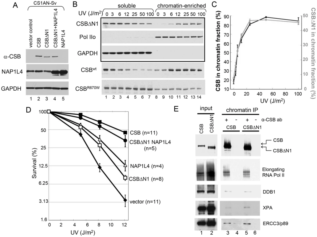 CSB Has Nucleosome Remodeling-Dependent and -Independent Functions in Transcription-Coupled DNA Repair.
