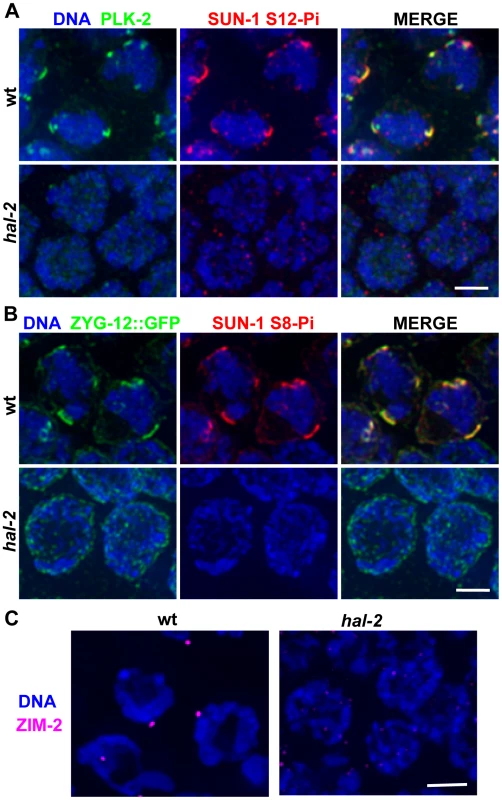 <i>hal-2</i> mutants lack multiple markers of PC-mediated chromosomal movement.